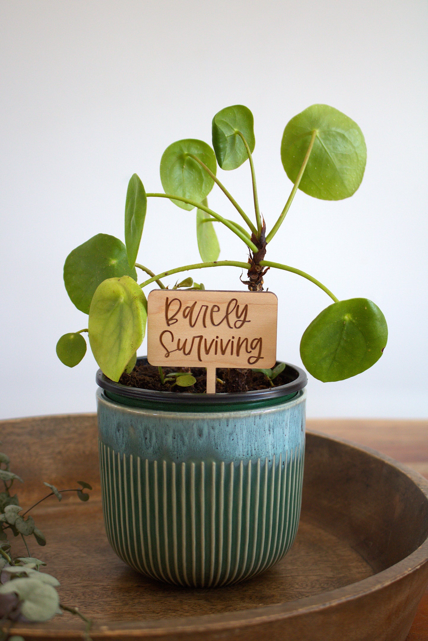 Barely Surviving Plant Pick