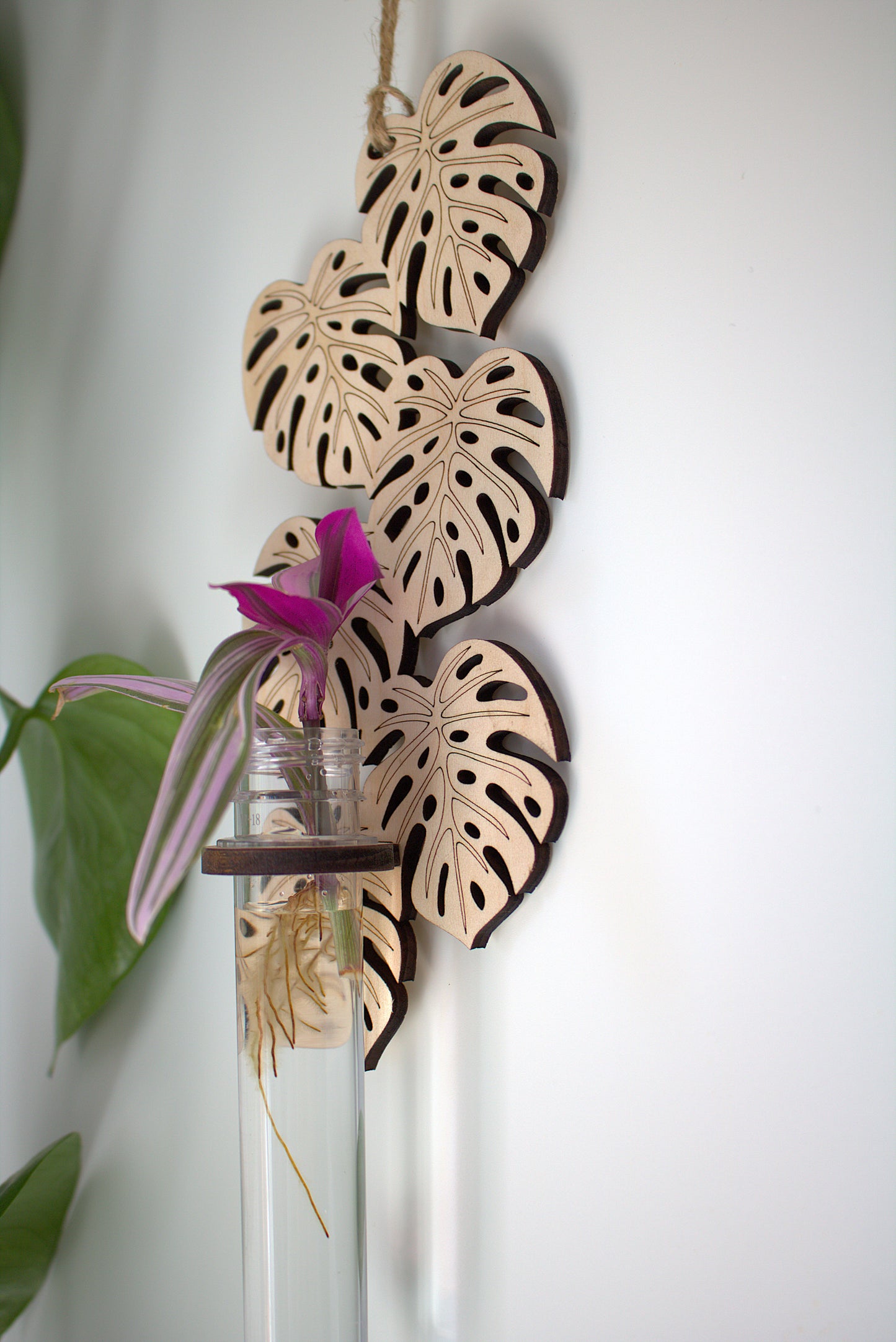 Monstera Propagation Stand